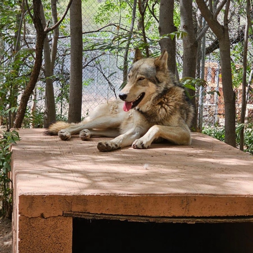 Meet your Posher, Carlos